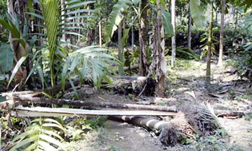 Elephants trample areca, coconut plantations in Sullia.